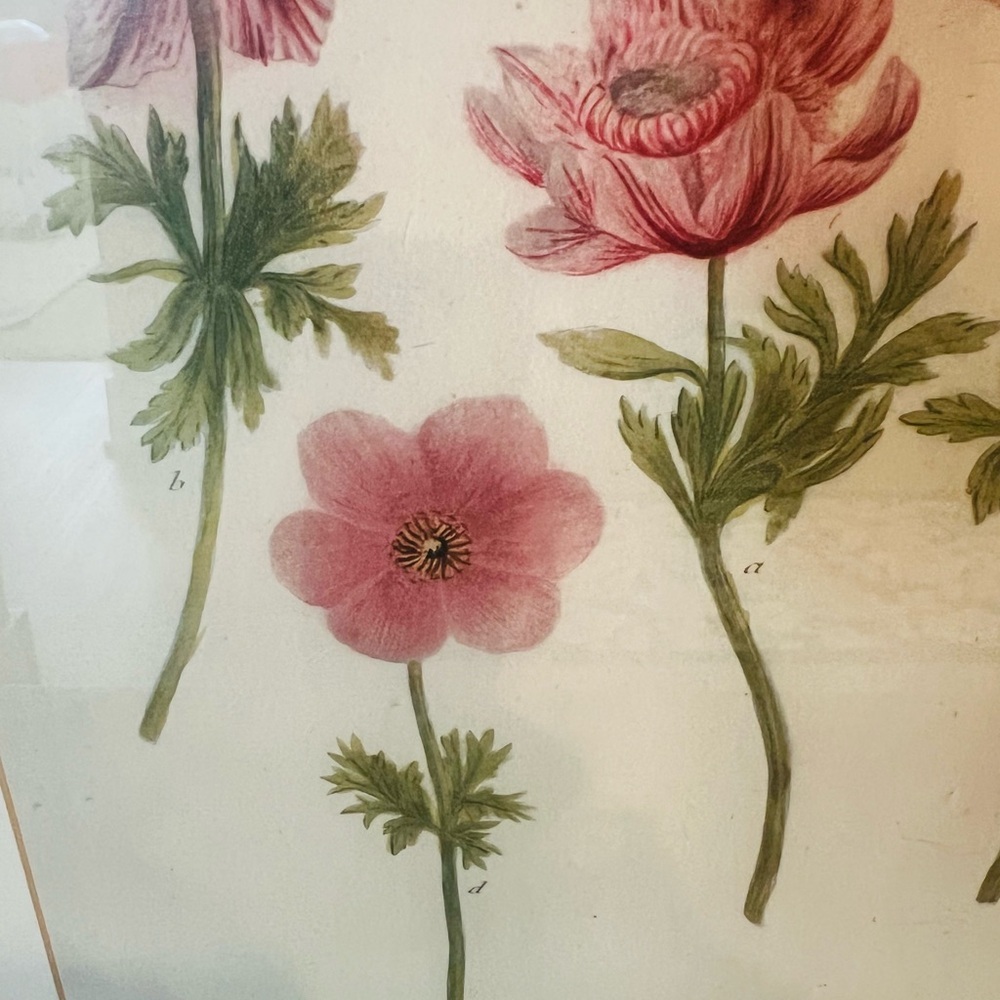 Vintage Botanical Anemone Floral Print Framed |Antique Style Flower Illustration - Picture 5 of 5